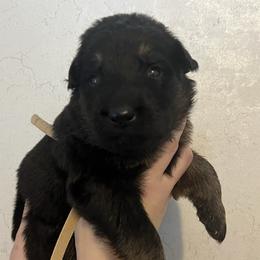 Gray collar Roscoe - Black and red male German Shepherd puppy in Winterport, Maine from Vom Stevens Old Fashioned German Shepherds