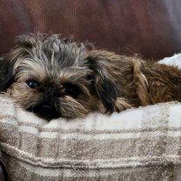 Brussels Griffon All Grown Up from Griffs & Giggles Ranch - The Cortez Family
