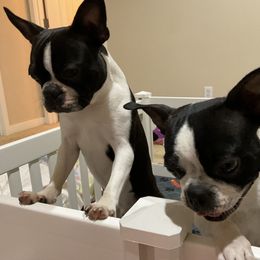 Boston Terrier Puppies from Mary's Puppy