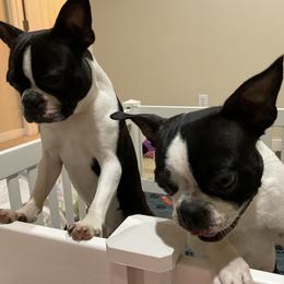 Boston Terrier Puppies from Mary's Puppy