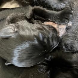 Boy 3 - Black male Giant Schnauzer puppy in Bois D’arc, Missouri from Down Low Kennels