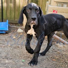 Dara - Black and white Great Dane puppy in Spring, Texas from Stark Danes