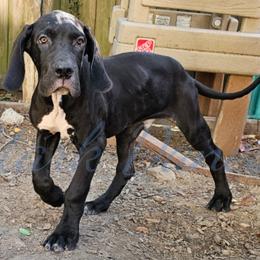 Dara - Black and white Great Dane puppy in Spring, Texas from Stark Danes