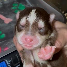 Kash - Chocolate male Pomsky puppy in Spring Hill, Florida from PDQ Pomskies
