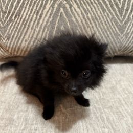 Girl 1 - Black female Pomeranian puppy in Conroe, Texas from Maxi’s Poms, LLC