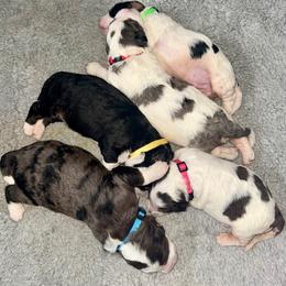 Bernedoodle Puppies from Cahaba Farms Doodle, Co.