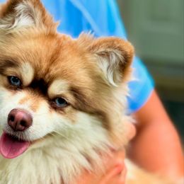 Pomskies from Blue Water Pomskies