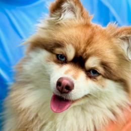 Pomskies from Blue Water Pomskies