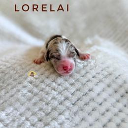 Lorelai - Chocolate female Goldendoodle puppy in Dallas County, Texas from Dream A Little Doodle