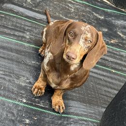 Moxie - Dachshund