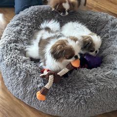 Japanese Chin Puppies from Marbils