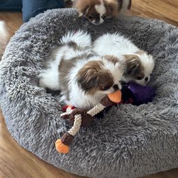 Japanese Chin Puppies from Marbils