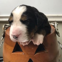 Girl 2 - Black rust and white female Bernese Mountain Dog puppy in Carlotta, California from Aunt-T’s Australian Shepherds