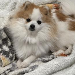 Gidget - Pomeranian