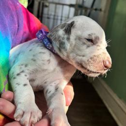 Violet - White and liver brown female Dalmatian puppy in Wilson, North Carolina from New Horizonz Dalmatians
