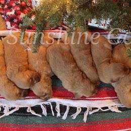 Golden Retriever Puppies from Sunshine Goldens