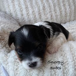 Snoopy - Parti male Yorkshire Terrier puppy in Waldorf, Maryland from Luv My Yorkies, LLC