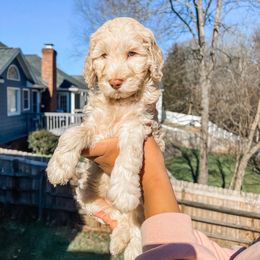 Cockapoo and Goldendoodle Puppies from My Forever Best Friend