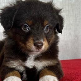 Tomato - Red tri female Miniature Australian Shepherd puppy in Sulphur, Louisiana from Triple J Aussies and Corgis