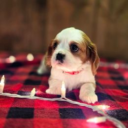 Dancer - Blenheim male Cavalier King Charles Spaniel puppy in Preston, Maryland from Katie's Pups