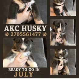 Siberian Husky Puppies from White Wolf LLC