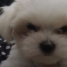 Maltese from Satin Rees Maltese