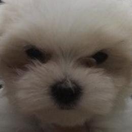 Maltese from Satin Rees Maltese