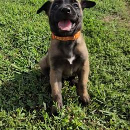 Indy's Orange - Mahogany male Belgian Malinois puppy in Berry, Alabama from North River k9