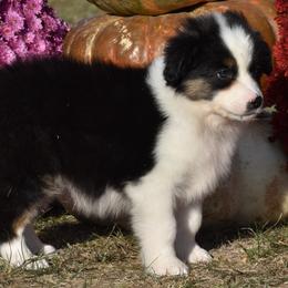 Frisco - Black tri Miniature Australian Shepherd puppy in Redfield, Kansas from CY Ranch Aussies