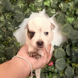 Mr. Graham - Red mottled male Australian Cattle Dog puppy in Sahuarita, Arizona from A2 Australian Cattle Dogs