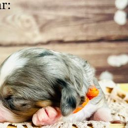Bernedoodle and Poodle Puppies from Florida Prancy Paws