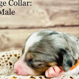 Bernedoodle and Poodle Puppies from Florida Prancy Paws