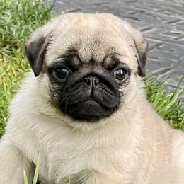 Bulldogs and Pugs from Pugs a