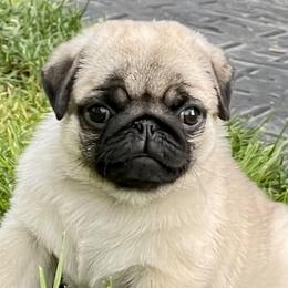 Bulldogs and Pugs from Pugs a