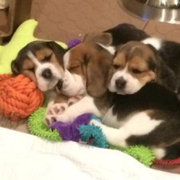 Beagle Puppies from Nor'easter