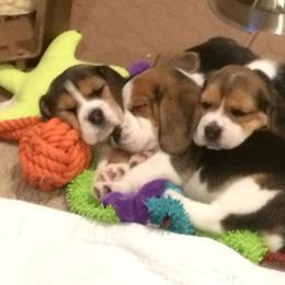 Beagle Puppies from Nor'easter