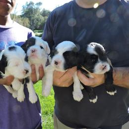 Tibetan Terrier Puppies from Gemms Kennels Tibetan Terriers