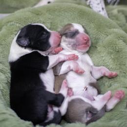 Border Collie, Papillon, Sporty Mix, and Whippet Puppies from Old Hemp Border Collies / Open Horizon Sport Dogs