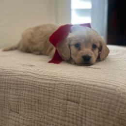 Ken - Cream male Dachshund puppy in Hope, Arkansas from Duckett Lane Dachshunds