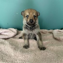Girl 1 - Yellow gray Czechoslovakian Vlcak puppy in Boon, Michigan from Mikai's Pack