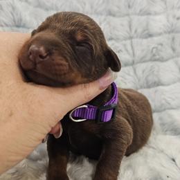 Joella - Red and rust female Doberman Pinscher puppy in Aurora, Indiana from Double-Take Doberman Kennels