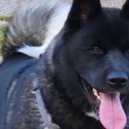 Goldie - Akita
