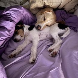 Russell Terrier Puppies from Acorn Ridge JRT