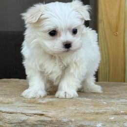 Bowie - White male Maltese puppy in Bowling Green, Kentucky from Denise Clark