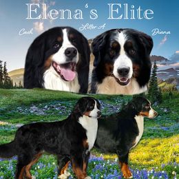 Bernese Mountain Dogs and Pomeranians from Elena's Elite Kennel
