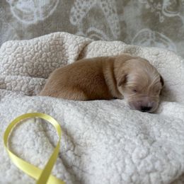 Yellow female - Golden female Golden Retriever puppy in East Hartford, Connecticut from Cherry Hollow Goldens