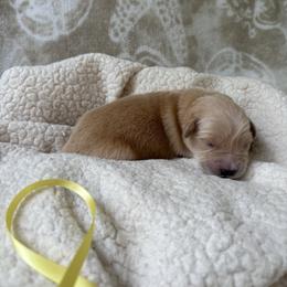 Yellow female - Golden female Golden Retriever puppy in East Hartford, Connecticut from Cherry Hollow Goldens