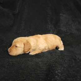 Willie - Apricot male Poodle puppy in Missouri from KDK Missouri Miniature Poodles