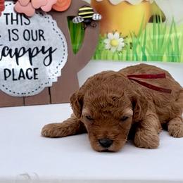 Red Nova - Red  female Goldendoodle puppy in Cincinnati, Ohio from KSchott Kennels