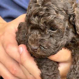 Lulu - Brown female Poodle puppy in Florence County, South Carolina from Modern Family Standards
